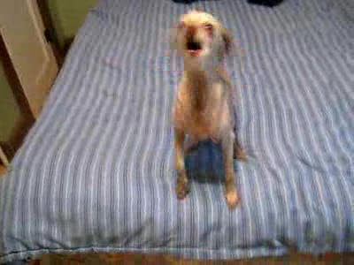 Crazy Dog